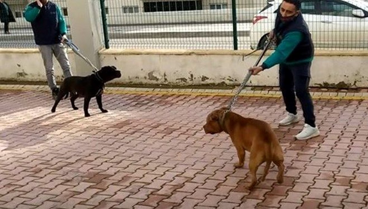 Gaziantep'te pitbull cinsi köpeklerin çocuğa saldırmasına ilişkin 3 kişi tutuklandı