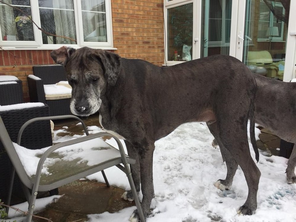 Dünyanın en uzun köpeği Freddy hayatını kaybetti - 26