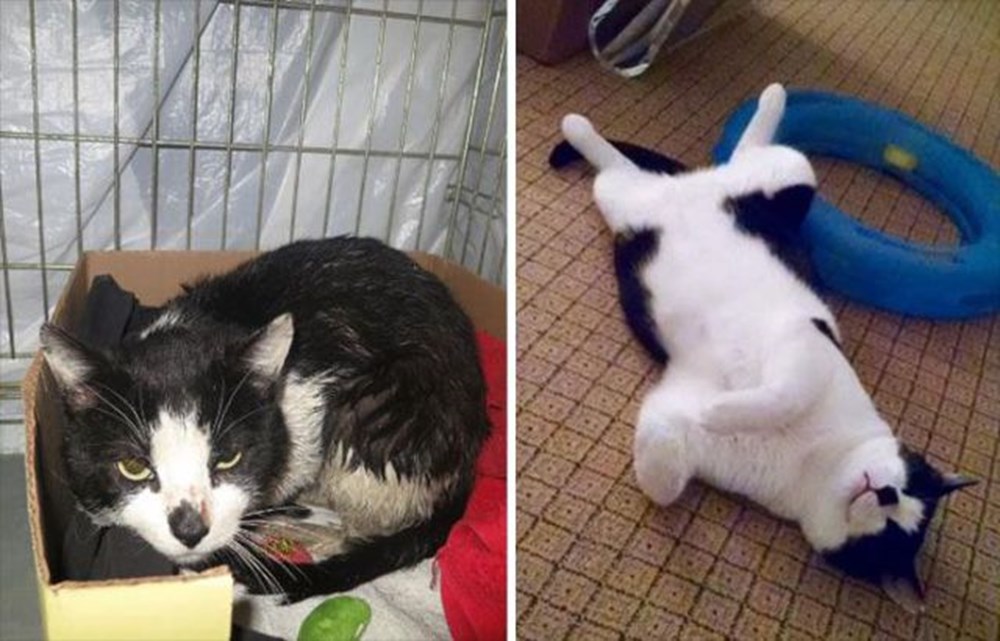 Подобрали котенка с улицы. Бездомные котята до и после. Подобранные котята до и после. Котята до и после спасения. Кошки до и после приюта.