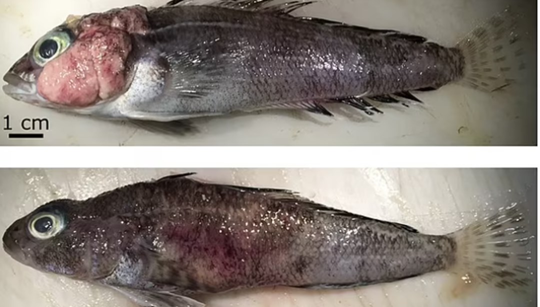 Küresel ısınma, balıklarda daha önce hiç görülmeyen bir cilt tümörü salgınına neden oldu