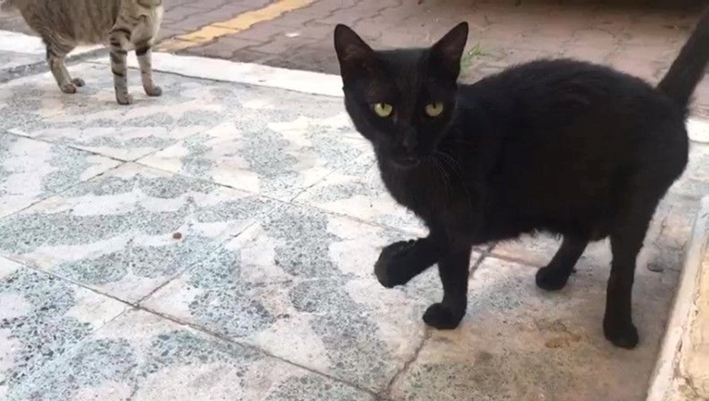 Antalya'nın Karanlık Kedisi: Gizem Perdesi Aralanıyor 75 LuLNZuTYeU6HEYtiL8H8QQ