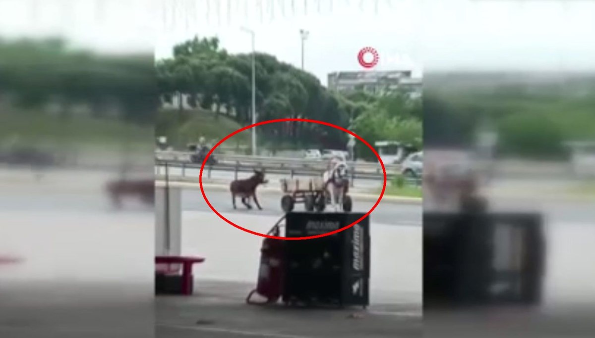 Eşeği at arabasına bağlayıp sürükledi, sopayla dövdü Eşeği at arabasına bağlayıp sürükledi, sopayla dövdü