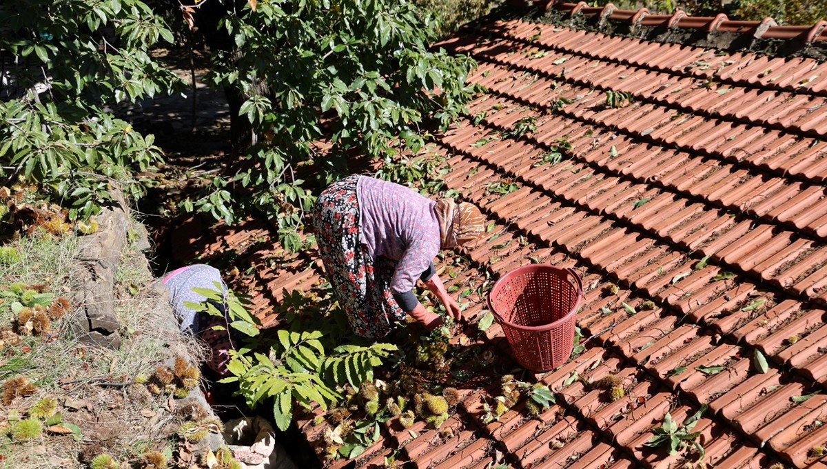 Üreticiler zamanla yarıştı, hasatta sona gelindi Üreticiler zamanla yarıştı, hasatta sona gelindi