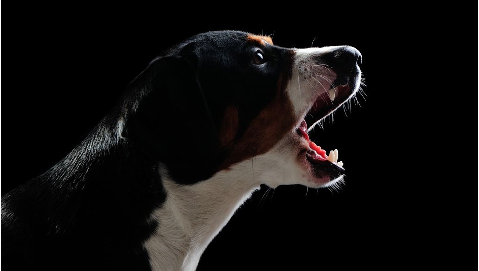 İnsanın en eski dostu köpekler
