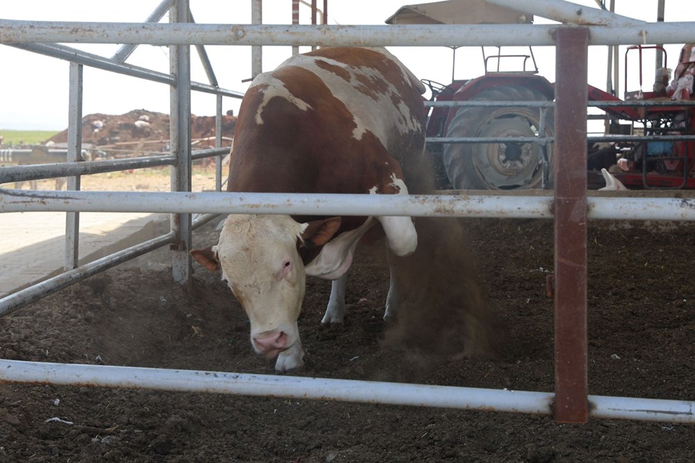 Bin 400 kiloluk tosun: Fiyatı 420 bin TL 74 Lv0 pwIuvkK6 Gqt9CisDg