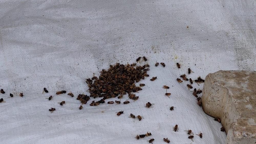 Toplu arı ölümlerinin arkasında ne var? 2-3 derecelik
sıcaklık farkı ölümlere neden oluyor - 2