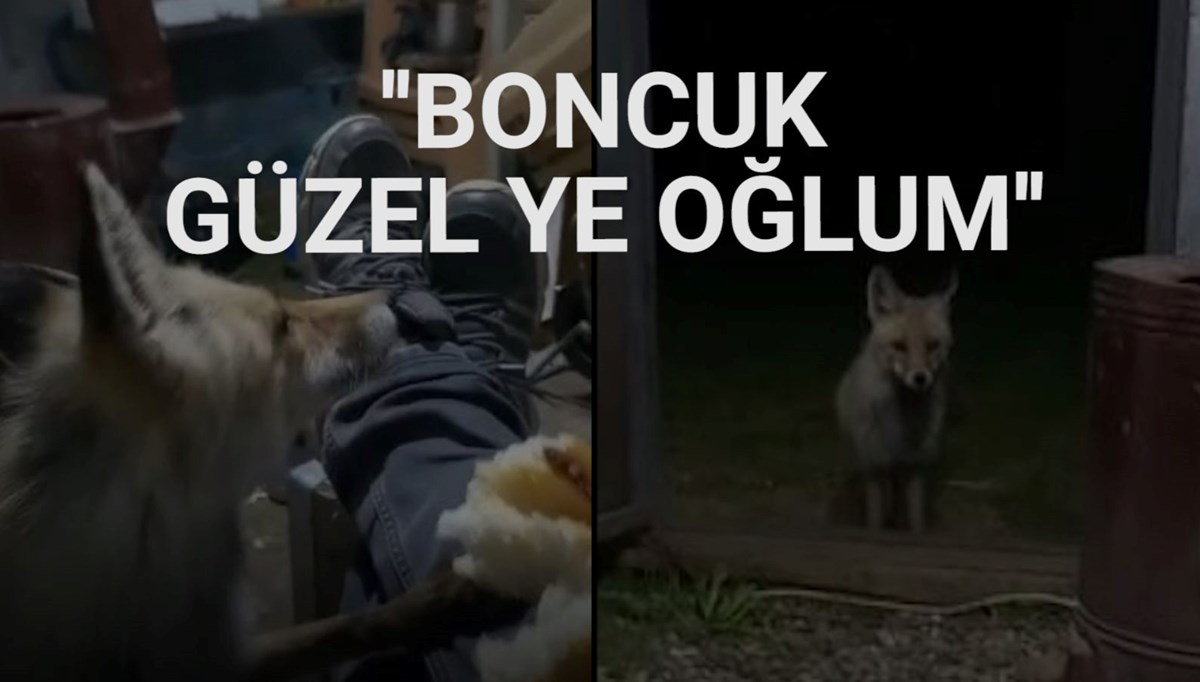 Arıcı ile tilkinin dostluğu: Elleriyle besliyor Arıcı ile tilkinin dostluğu: Elleriyle besliyor