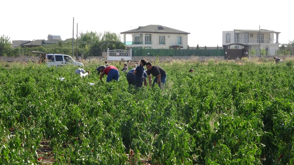 İstediği fiyata satamayınca tonlarca biberi vatandaşlara bıraktı - 3