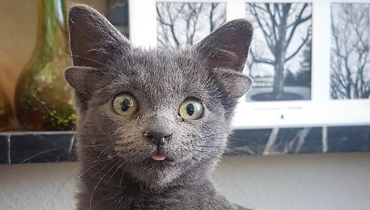 4 kulaklı doğan yavru kedi Midas viral oldu