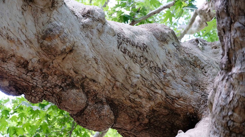 870 yıllık anıt çınar ağaçları yazı tahtasına döndü - 3