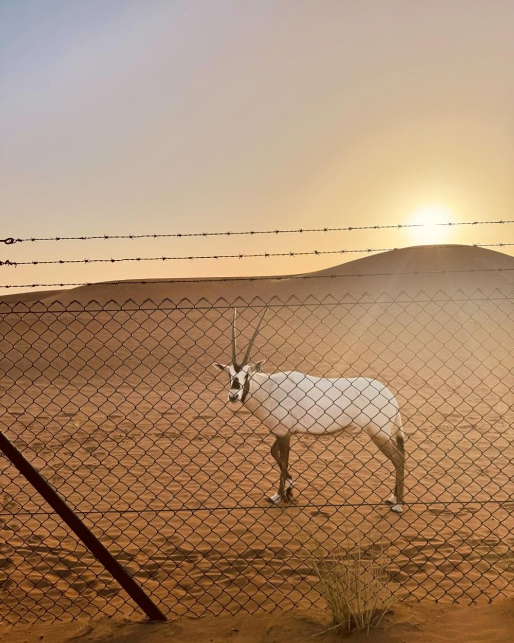 Kaan Yıldırım ile Pınar Deniz'in aşk dolu Dubai pozları - 11
