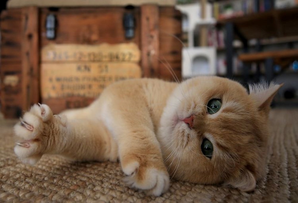 60 yıllık çalışma ortaya çıkardı: Turuncu kedilerin sırrı ne? - 1