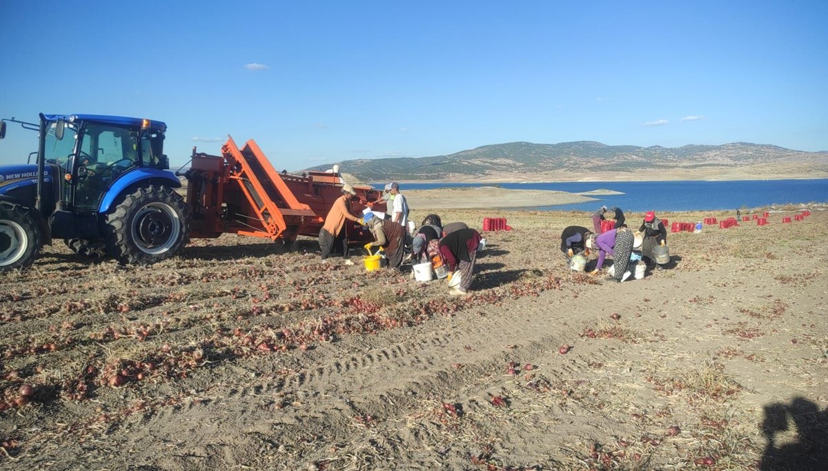 Tarlada fiyatı 8 lira: Hasadı başladı