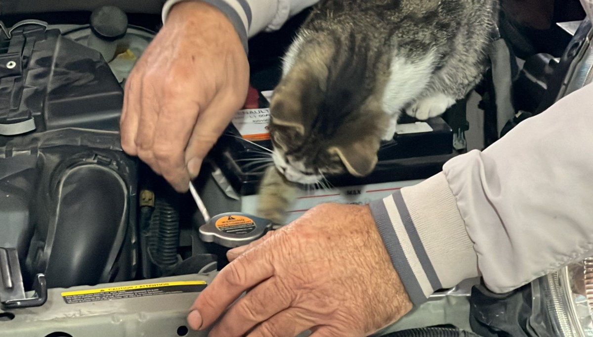 Oto tamircide meraklı kedi: Nazlı