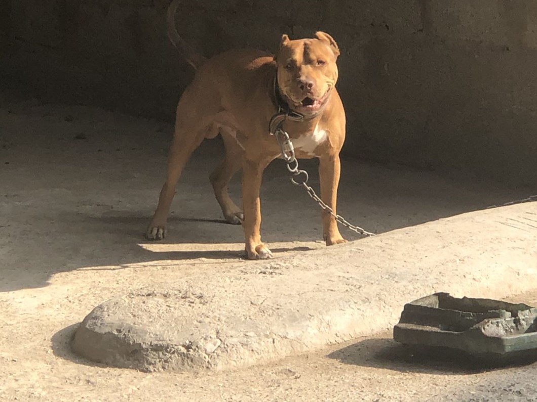 adana da pitbull besleyen iki kisiye 28 bin 689 lira ceza