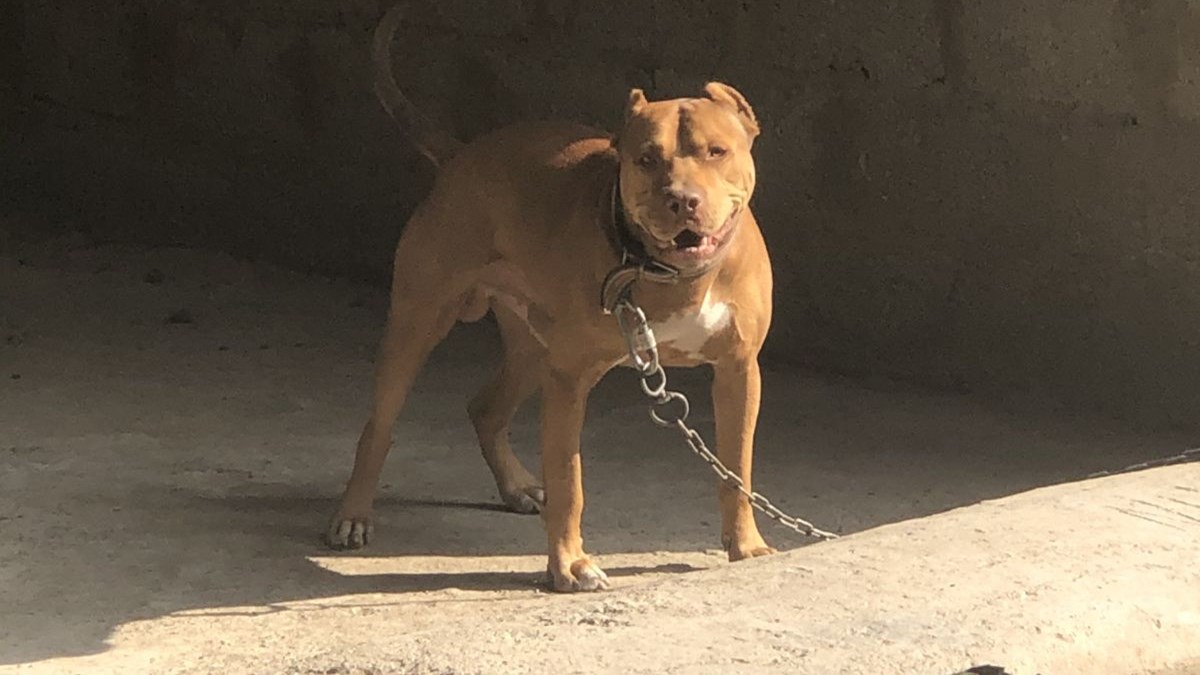 adana da pitbull besleyen iki kisiye 28 bin 689 lira ceza