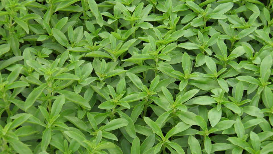 Şeker yerine stevia (Stevia kanser yapar mı? - 1