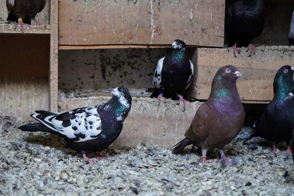 42 yıllık hobisi, profesyonel tesise dönüştü: Vilayet dışından da ağır talep var 74 M3iPxEl9 ke0XbPYfEPYEQ