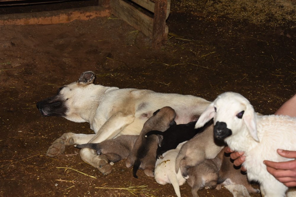 Çoban köpeği kuzunun süt annesi oldu - 6