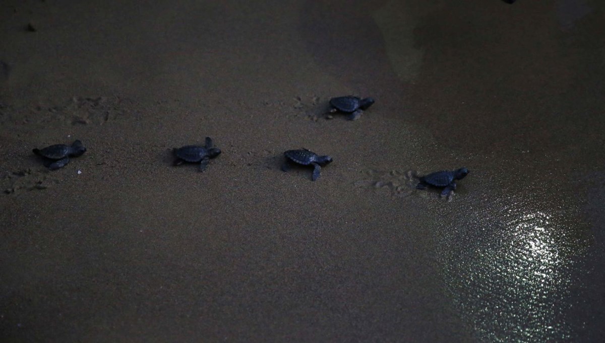 35 bin yavru caretta caretta denizle buluştu