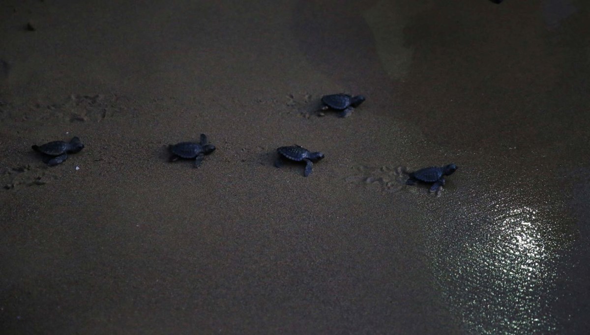 35 bin yavru caretta caretta denizle buluştu 35 bin yavru caretta caretta denizle buluştu