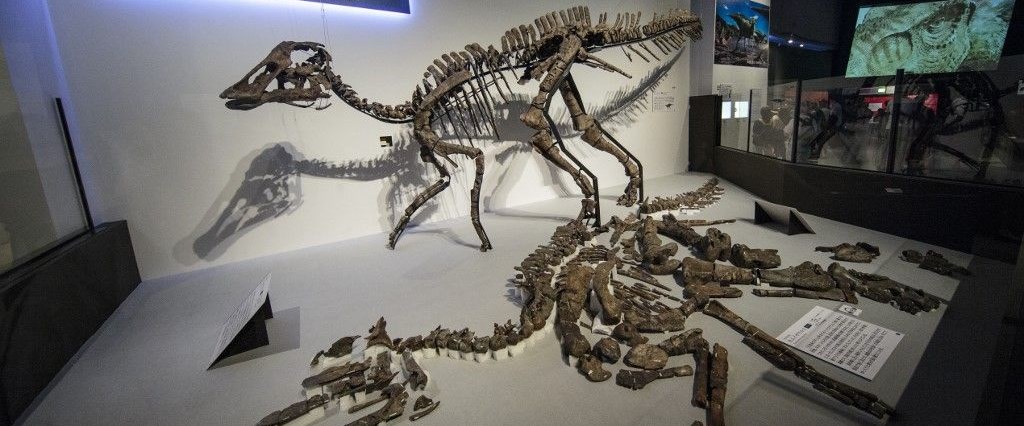 Japonya'da yeni bir tür dinozor fosili bulundu