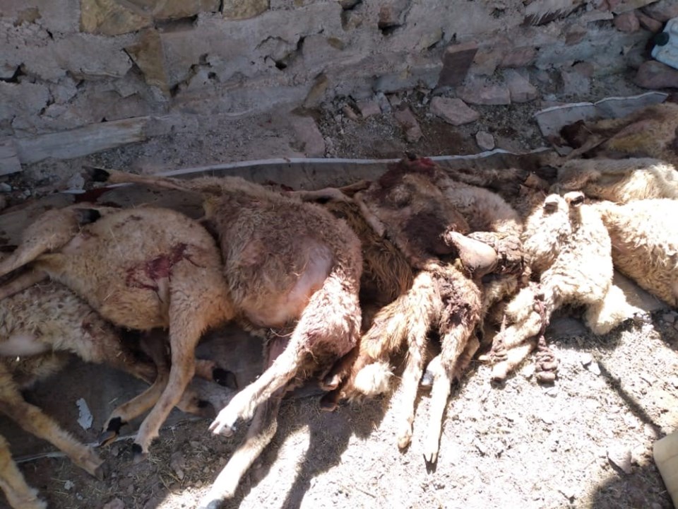 Nevşehir'de kurtlar sürüye saldırdı: 50 koyun telef oldu - 1