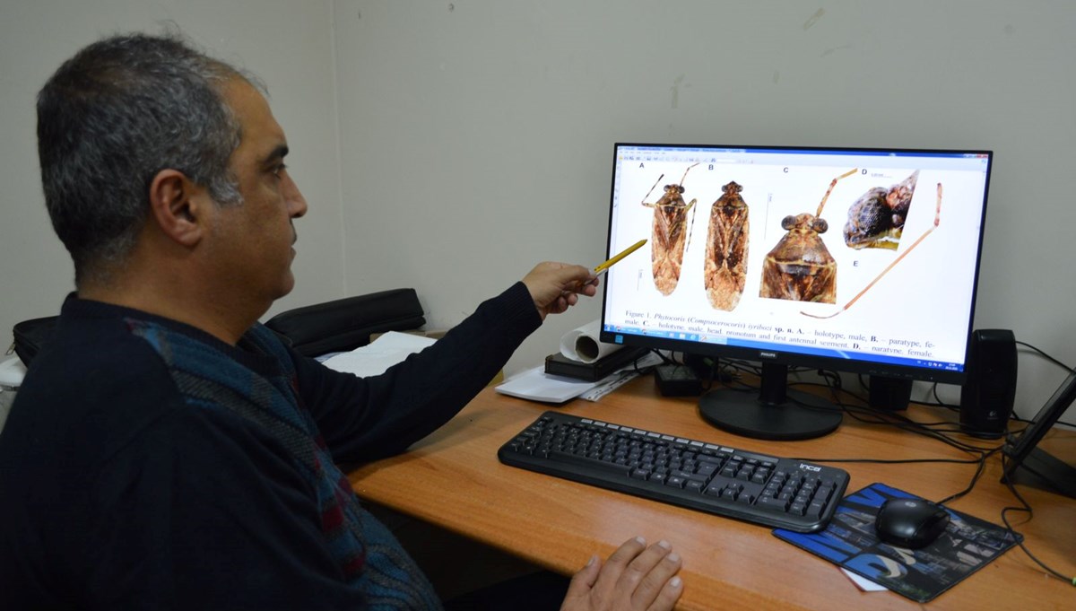 Keşfettikleri böceğe bakanın adını verdiler (Faydalı mı zararlı mı belli değil)