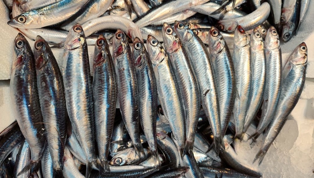 Taze balık nasıl anlaşılır? Balık tezgahından satın alırken dikkat etmeniz gerekenler