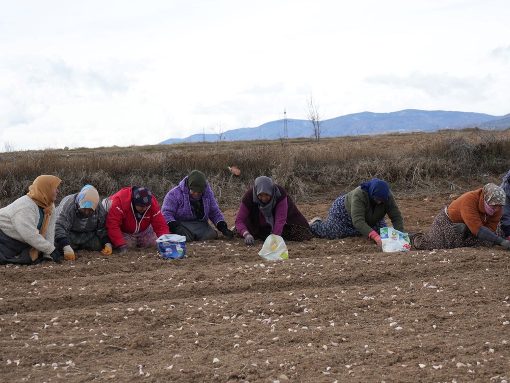 35 yıldır sarımsak tarlasında çalışıyor: "Düğüne gider gibi sarımsak tarlasına geliyorum" - 1