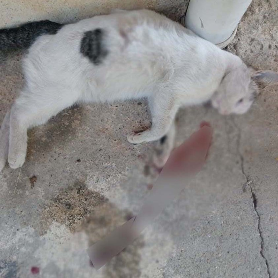 Gaziantep'te kedi katliamı - 1