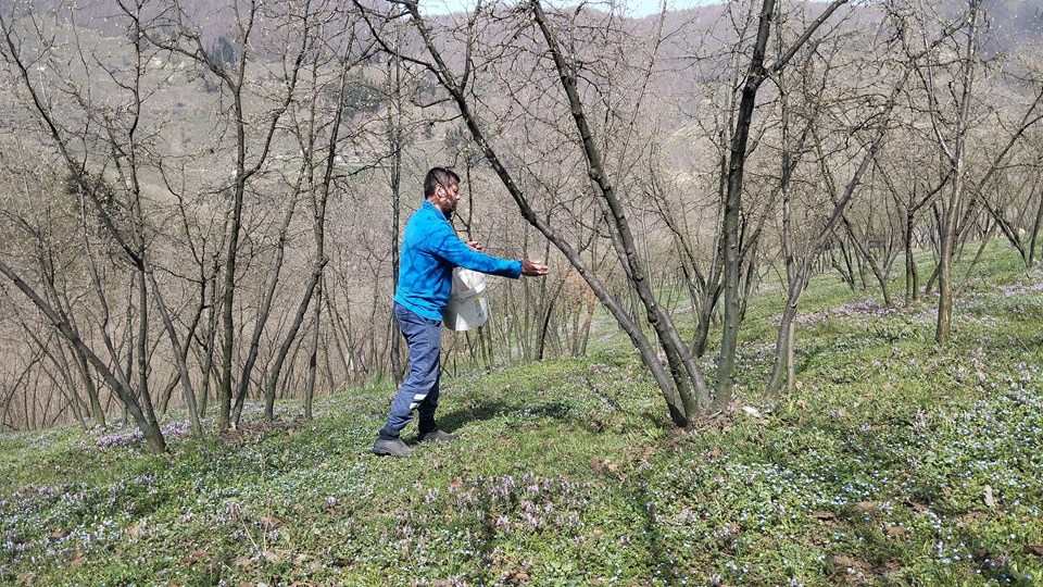 Sakarya'da Fındık Uyanışı: Erken Çiçeklenme Üreticiyi Harekete Geçirdi 72 MEtQlny1L0GVPy2Fnn dkg