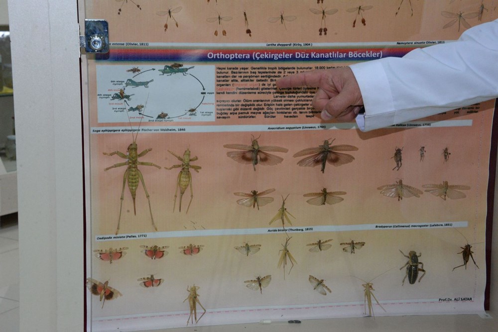 Prof. Dr. Satar: Önlem alınmazsa yumurtadaki çekirgeler 2021'de istilaya neden olur - 3