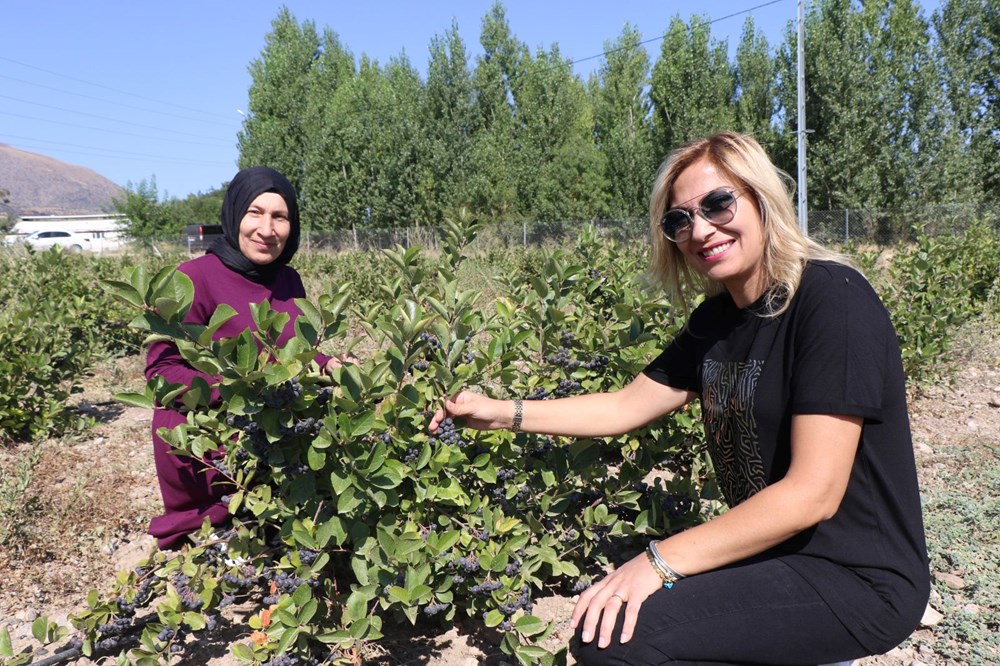 Türkiye'de tıbbi bitki sınıfına alındı! Doğanın kansersavar meyvesi: Böbrek yetmezliğine kadar her derde deva - 7