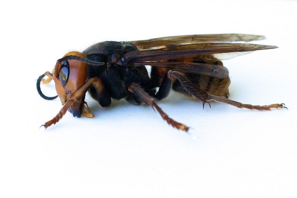 ABD'de "katil eşek arısı" endişesi sürüyor: Uzun ve zehirli bir iğneye sahip - 8