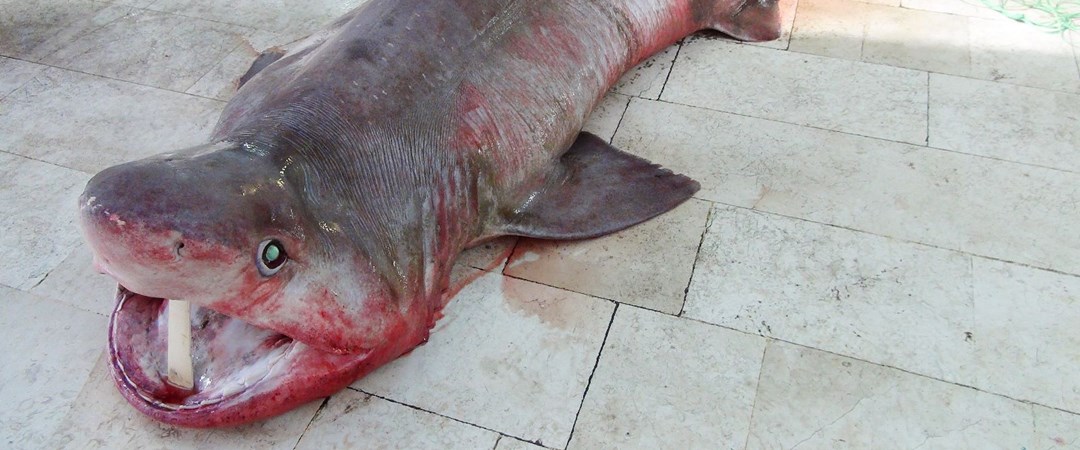 Mersin'de 4 metrelik köpek balığı yakalandı NTV