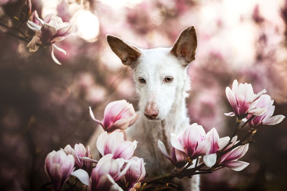 2019 Köpek Fotoğrafçıları Yarışması’nın kazananları - 1