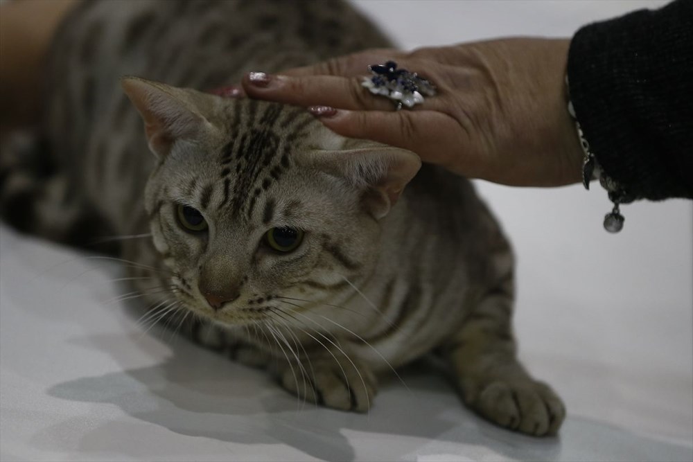 Kedi fuarından renkli fotoğraflar (Catsburg) Magazin Haberleri NTV
