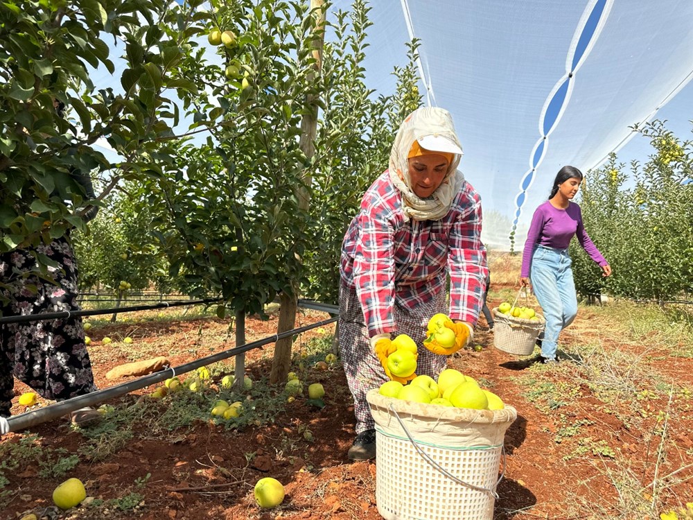 Tarlada 7, markette 40 lira: Yüzlerce dönüm alanda yetişiyor - 2