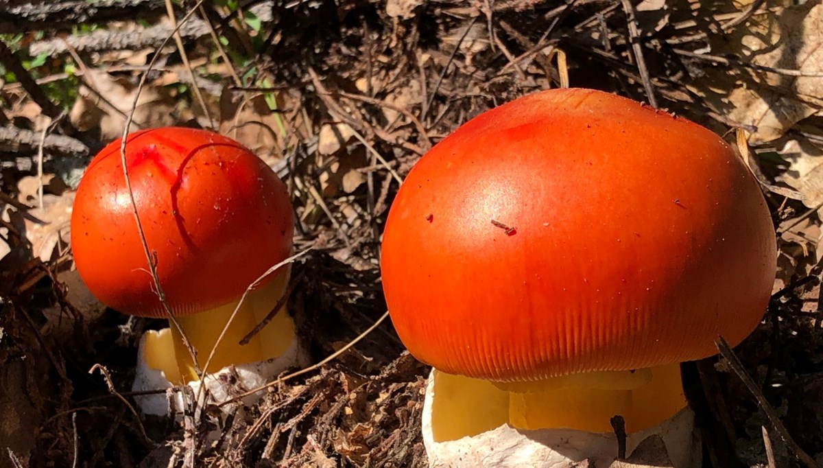 Ormandan topluyorlar! Uzmanı uyardı: Zehirliyor