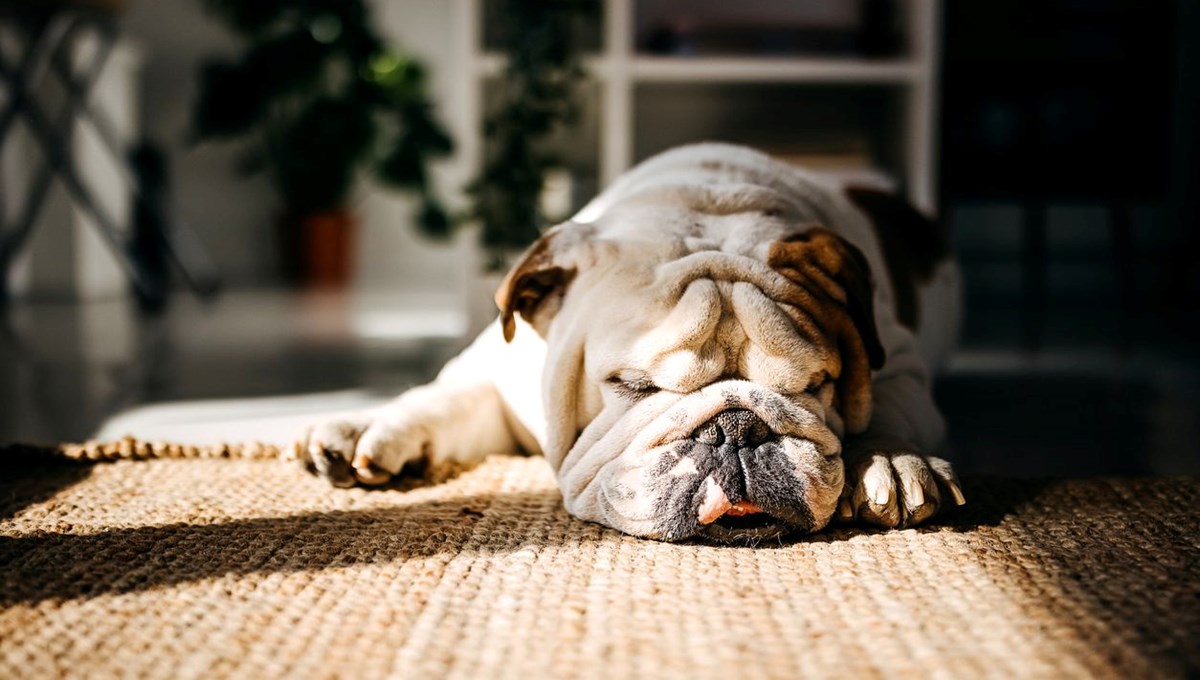 İngiliz bulldoglar diğer köpek türlerine göre daha sağlıksız