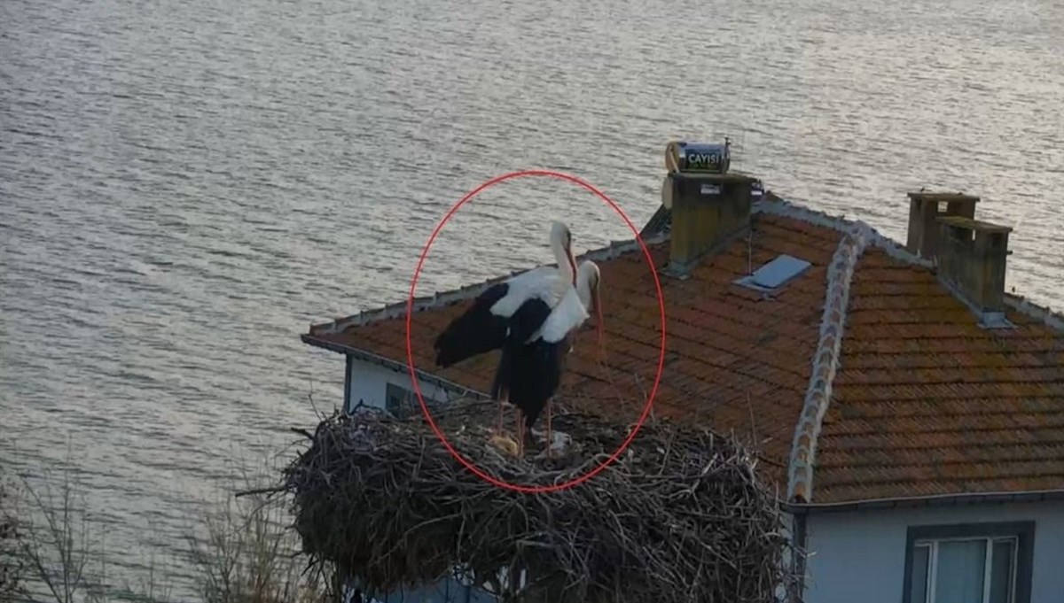 Yaren leylek geldi! Haber alanlar köye akın etti Yaren leylek geldi! Haber alanlar köye akın etti