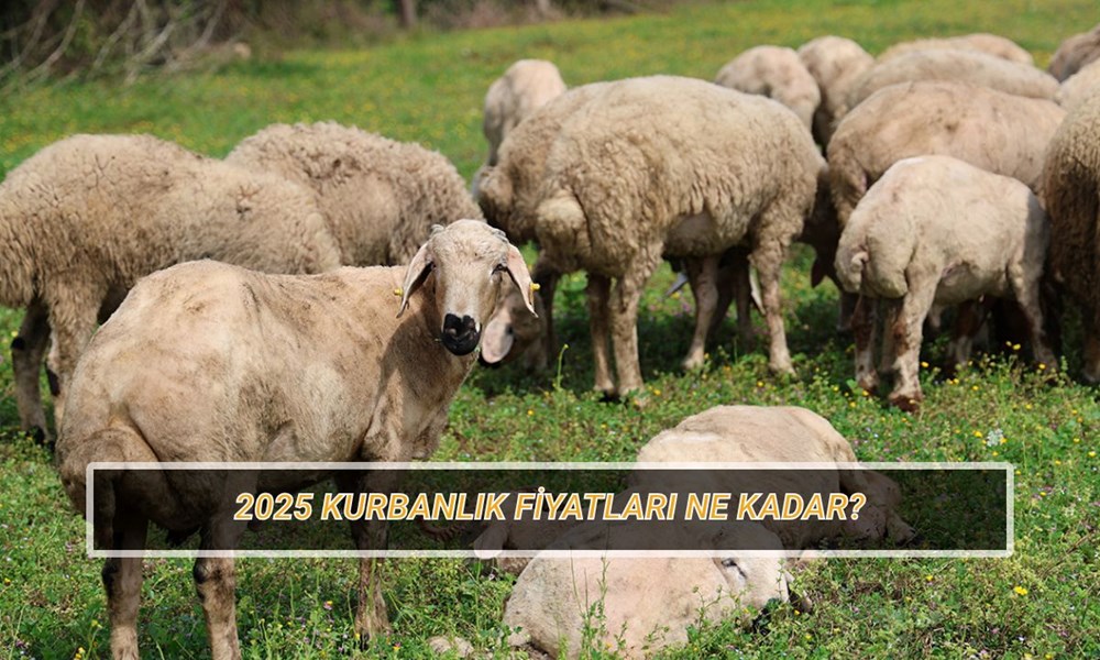 Kurbanlık fiyatları 2025: Bu yıl küçükbaş ve büyükbaş kurbanlık fiyatları ne kadar olacak? 72 MO7VPlzcTE2uNaNOkS2RIw