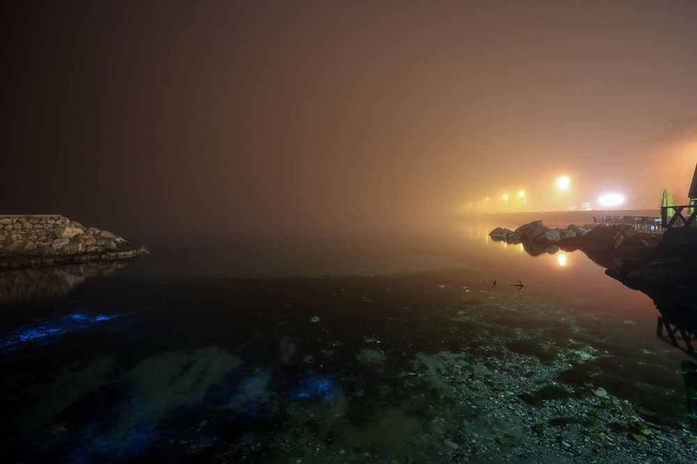 Bursa kıyılarında plankton patlaması: Deniz suyu renk değiştirdi - 4