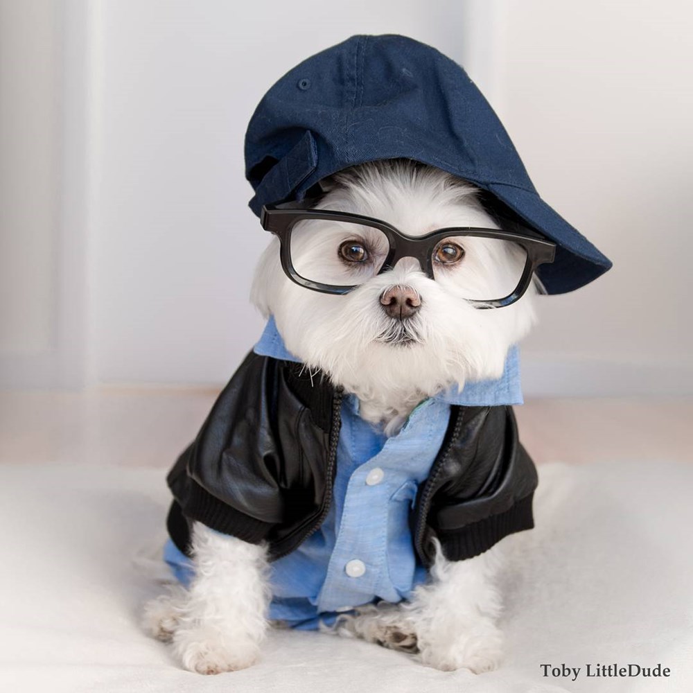 Модные собаки в очках