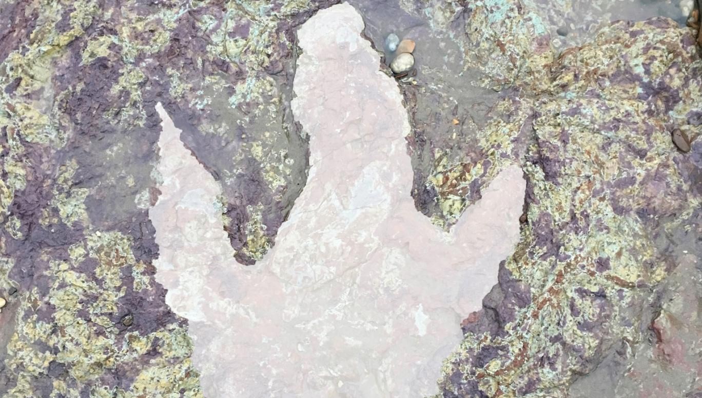 Fırtına 130 milyon yıllık dinozor ayak izini ortaya çıkarttı