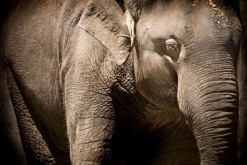Mozambik'te filler insanlıktan korunmak için mutasyon geçirdi: Artık dişsiz doğuyorlar - 7