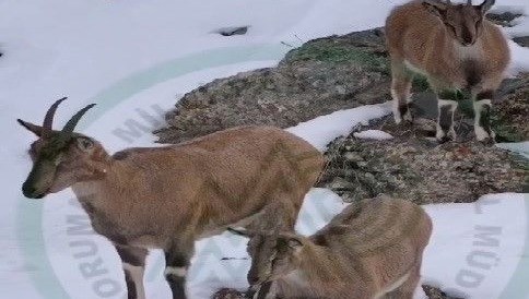 Erzincan'da dağ keçileri karlı arazide yiyecek ararken görüntülendi