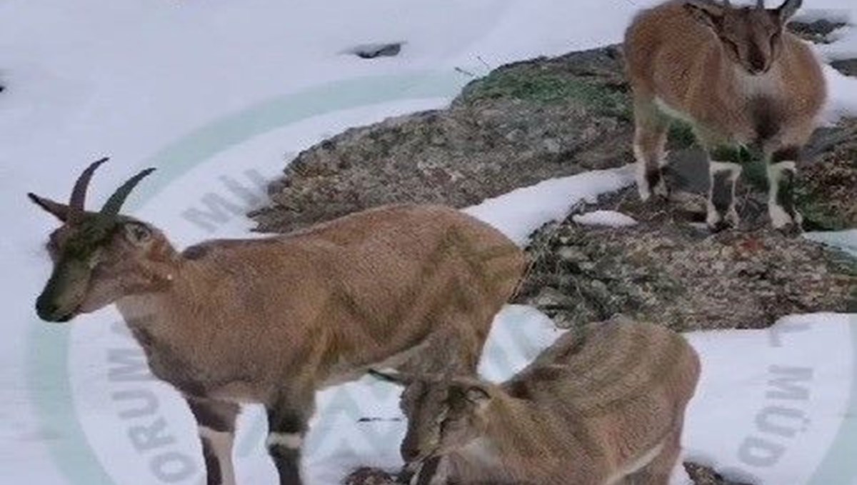 Erzincan'da dağ keçileri karlı arazide yiyecek ararken görüntülendi Erzincan'da dağ keçileri karlı arazide yiyecek ararken görüntülendi