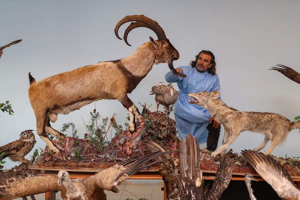 Van'da yaban hayvanları tahnit sanatıyla müzede tanıtılacak - 19